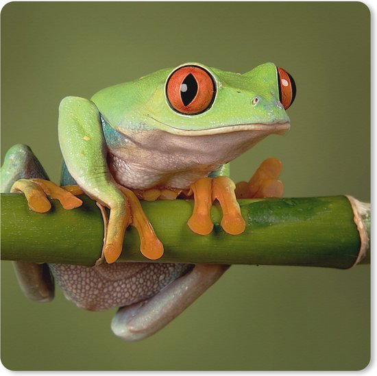 Een levendige roodogige boomkikker met felgroene huid en oranje teentjes, zittend op een groene bamboetak. Een natuurlijke close-up van dit bijzondere amfibie in het wild, met een frisse en speelse uitstraling.
